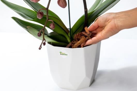Substrato Para Orquídea Premium 500g - Imagem em destaque