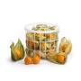 Physalis importado Berrygood 100g