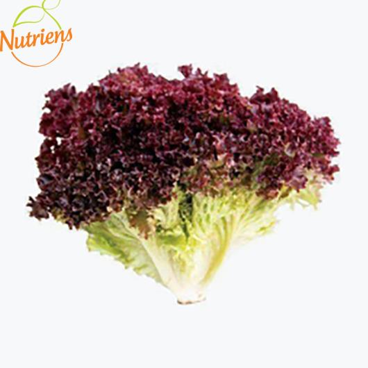 Alface Crespa Roxa Higienizada Orgânica Nutriens Embalada 150g - Imagem em destaque