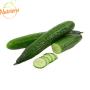 Pepino Japonês Orgânico Plantei Bandeja 500g