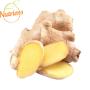 Gengibre Orgânico Plantei Bandeja 250g