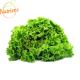 Alface Crespa Orgânica Nutriens Embalada 200g - Imagem 7898966993084.png em miniatúra