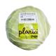 Repolho Plantei Verde Orgânico Embalado 300g - Imagem 7898966993329.png em miniatúra