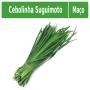 Cebolinha Suguimoto maço
