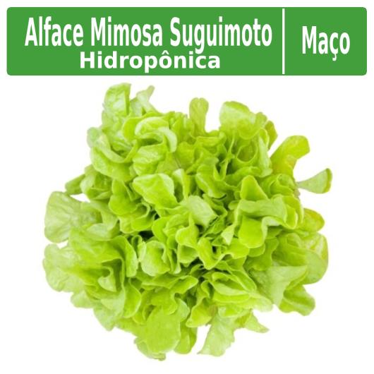 Alface Suguimoto hidropônica mimosa unidade - Imagem em destaque