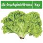 Alface crespa Suguimoto Hidrôponica 1 unidade