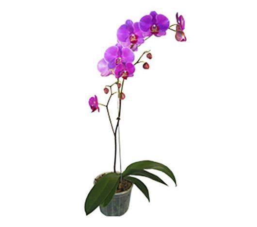 Phalaenopsis P.15 - Imagem em destaque