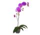 Phalaenopsis P.15 - Imagem 884065.jpg em miniatúra